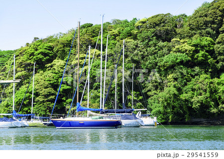 春の小網代湾　ヨット 29541559