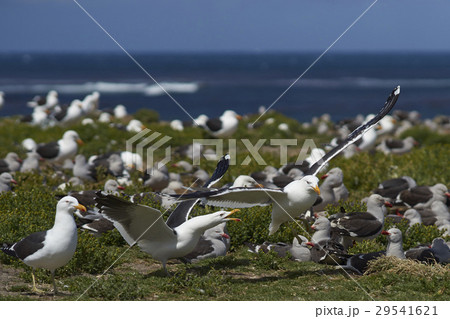 Colony of Kelp Gull Colony of Kelp Gull 29541621