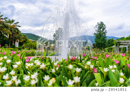 Fountain in the Siam-Tulip flower garden 29541951
