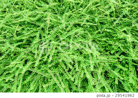 Green fern background texture 29541962
