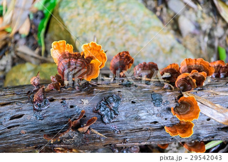 Fungi Mushroom growing from the lo. 29542043