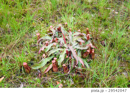 Nepenthes, Tropical pitcher plants and monkey 29542047