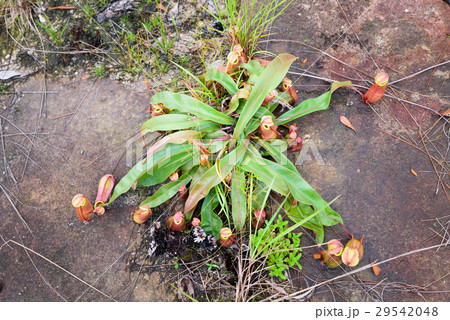 Nepenthes, Tropical pitcher plants and monkey Nepenthes, Tropical pitcher plants and monkey 29542048