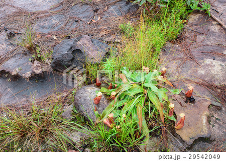 Nepenthes, Tropical pitcher plants and monkey Nepenthes, Tropical pitcher plants and monkey 29542049
