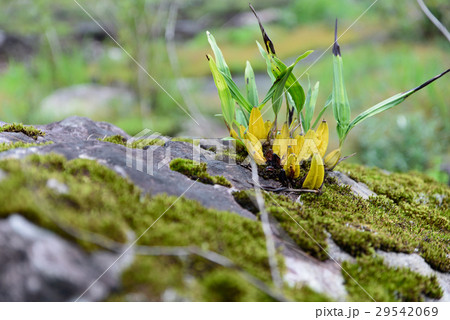 Orchids that grow on rocks with moss. Orchids that grow on rocks with moss. 29542069