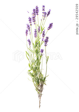 Lavender flowers isolated white background 29542509