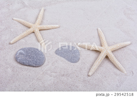 White starfishes and two shells on a sand 29542518