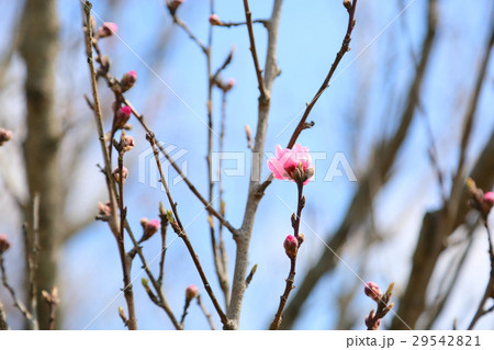 早春の公園 ハナモモの花 早春の公園 ハナモモの花 29542821