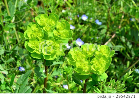 トウダイグサ 29542871