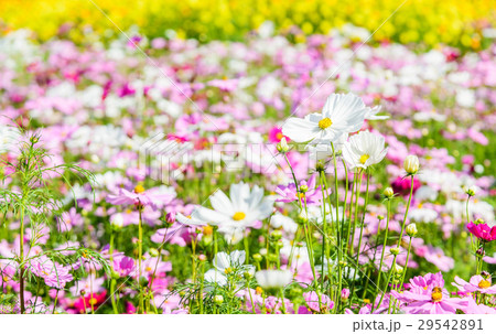 Cosmos flower field in daylight Cosmos flower field in daylight 29542891
