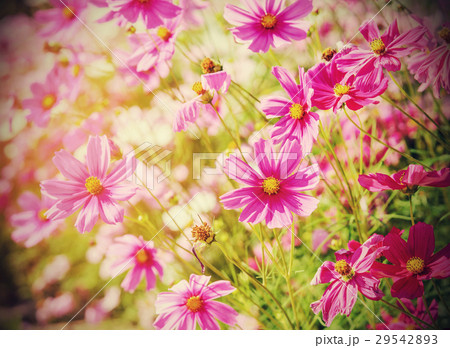 Cosmos flower field in daylight , vintage filter e 29542893