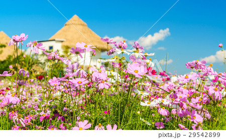 Cosmos flower field in daylight  29542899