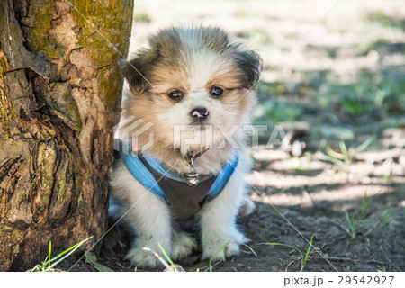 Cute puppy dog looking camera, Selective focus and Cute puppy dog looking camera, Selective focus and 29542927