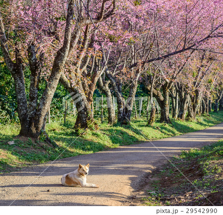 Pink sakura , Cherry blossom on beautiful road. 29542990
