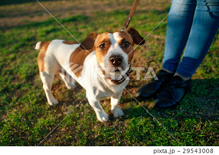 The dog Jack Russell terrier on a leash at the 29543008
