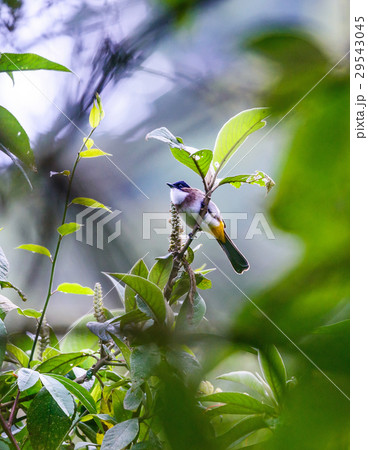 Bird on Chiang Dao Mountain. 29543045