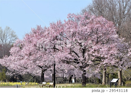 高遠彼岸桜 高遠彼岸桜 29543118