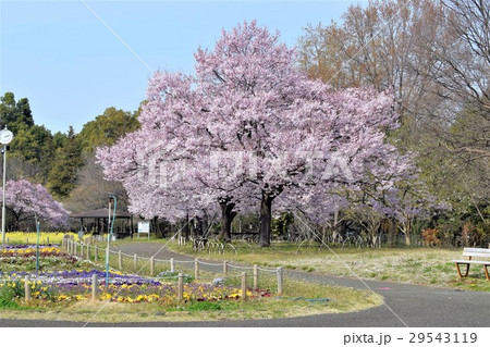 高遠彼岸桜 高遠彼岸桜 29543119