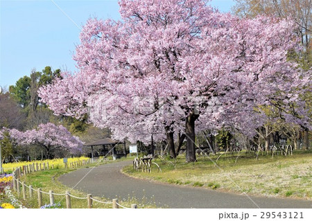高遠彼岸桜 29543121