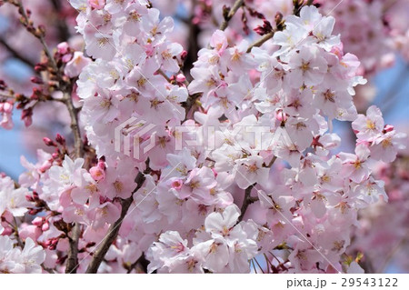 高遠彼岸桜 29543122