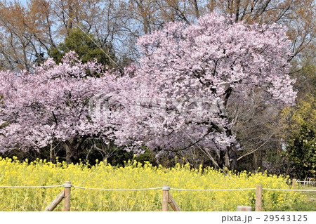 高遠彼岸桜 高遠彼岸桜 29543125