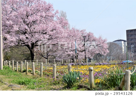 高遠彼岸桜 29543126