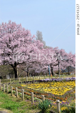 高遠彼岸桜 高遠彼岸桜 29543127