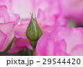 薔薇 29544420