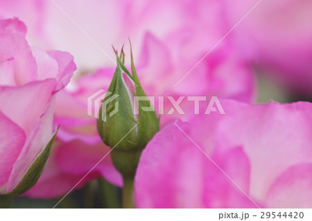 薔薇 29544420