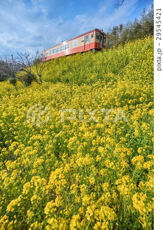 千葉県 いすみ鉄道 菜の花の土手の写真素材