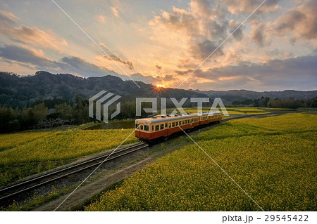 千葉県　小湊鉄道　石神の菜の花畑 29545422