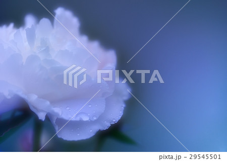 白薔薇の幻想 29545501