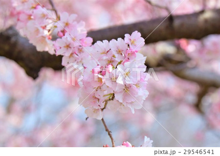 高遠彼岸桜 高遠彼岸桜 29546541