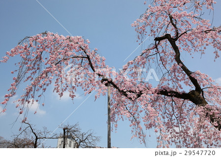 小石川後楽園の桜 29547720