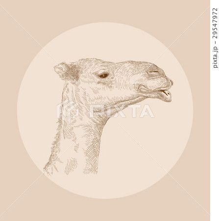 hand drawn camel head 29547972