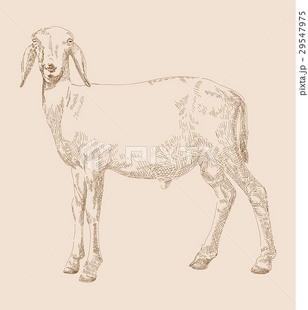 hand drawn goat 29547975