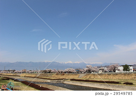 すすき川（松本市　桜の名所） 29549785