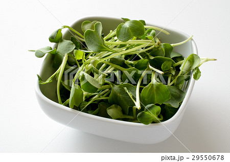 つまみ菜 つまみ菜 29550678