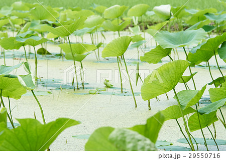 蓮田 レンコン畑 の写真素材