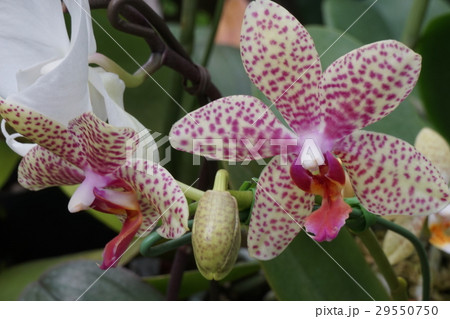 ラン類　斑点混じり 29550750