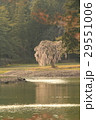 桜の毛越寺 29551006