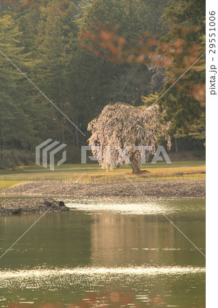 桜の毛越寺 29551006