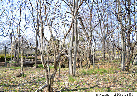 トトロの森14号地の風景（3月） 29551389