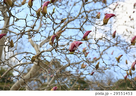 早春の公園　モクレンの花 29551453