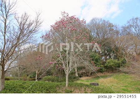 早春の公園　モクレンの花 29551455