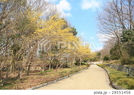 早春の公園　サンシュユの花 29551456
