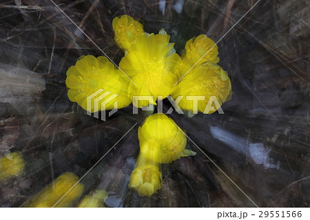 ズーミングの福寿草 ズーミングの福寿草 29551566