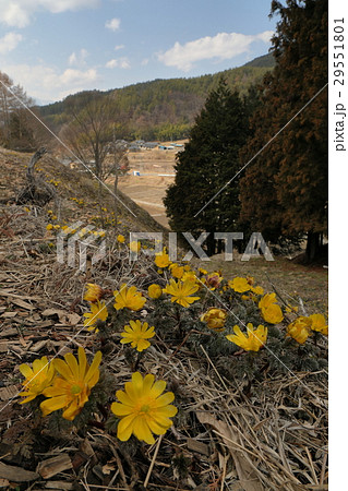 福寿草と赤怒田の村 29551801