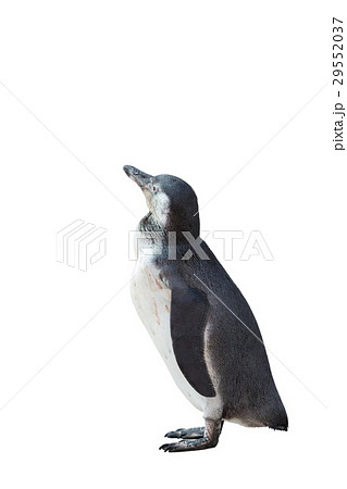 Penguin on isolated background. Penguin on isolated background. 29552037