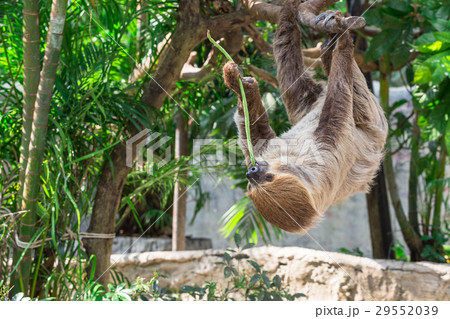 Sloth hang on the tree and eating cowpea. 29552039